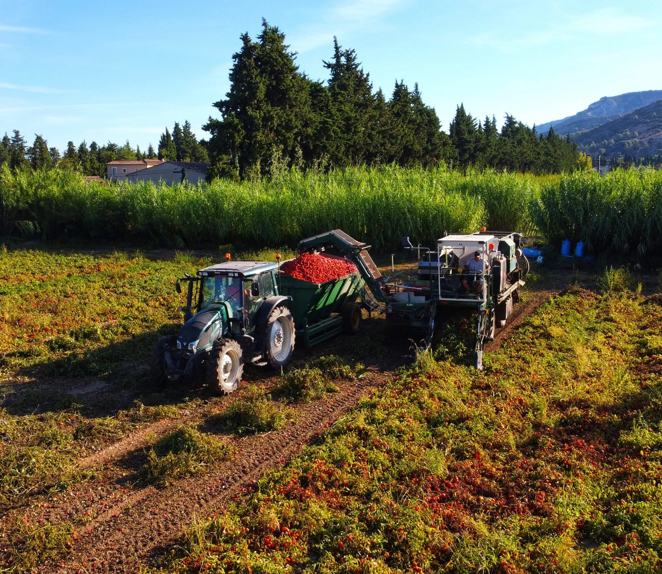 filière_responsable_tomate_champ_tracteur-2_desktop