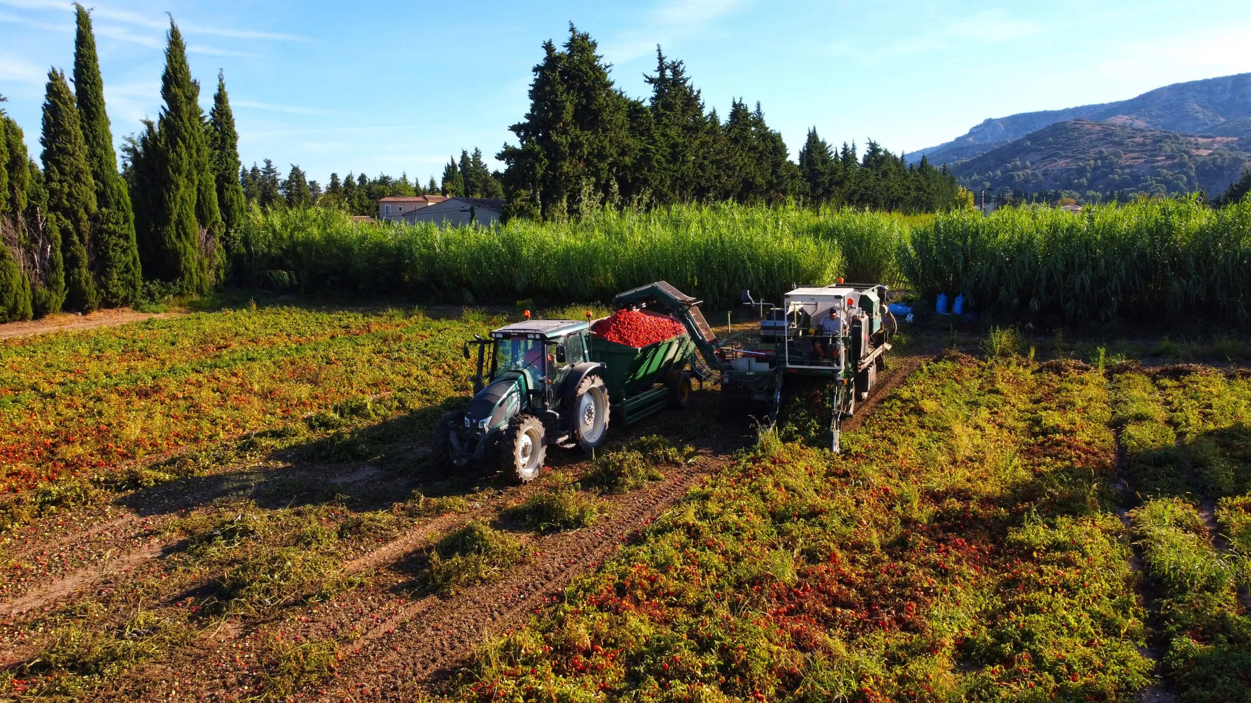 filière_responsable_tomate_champ_tracteur-2_mobile