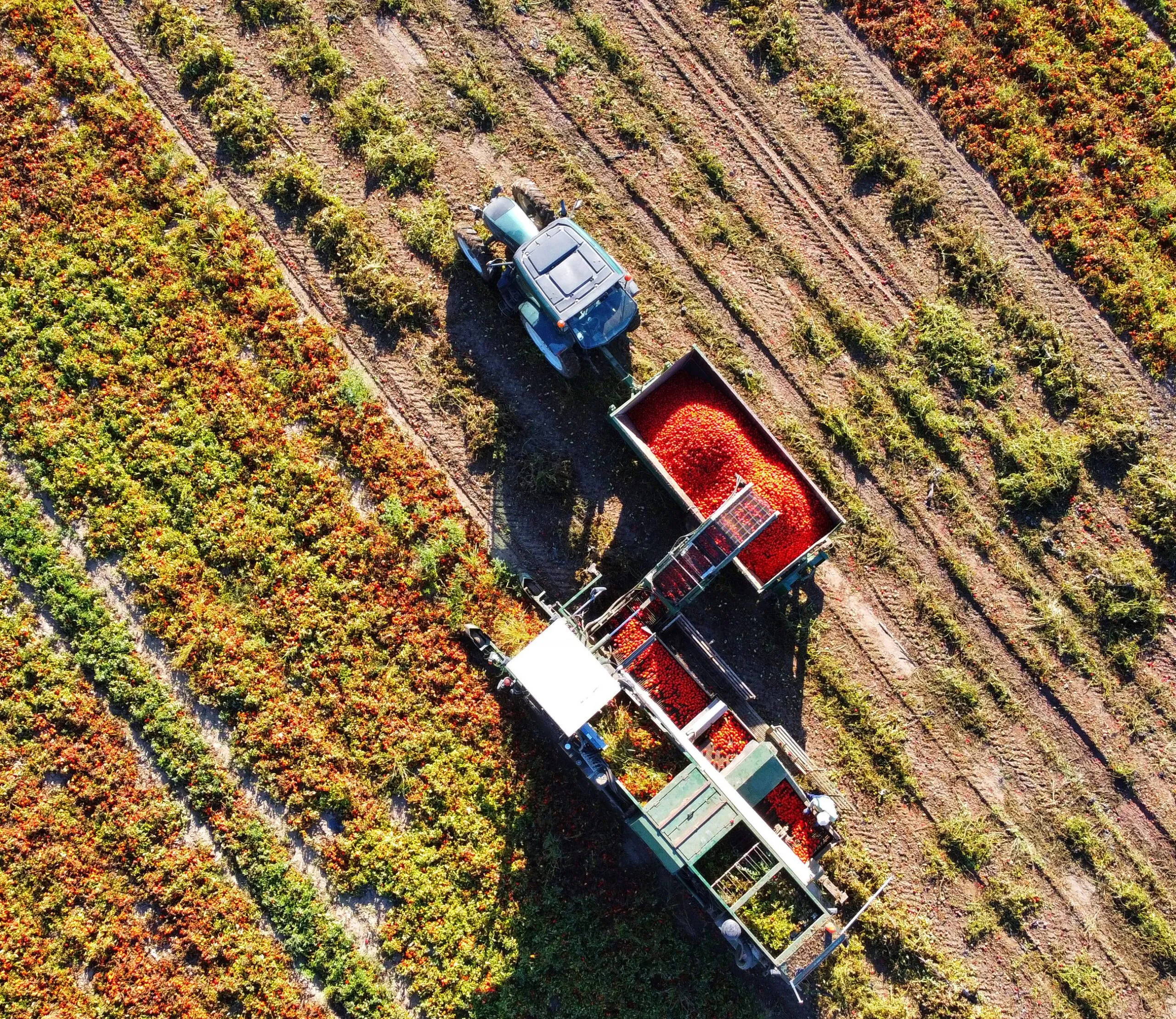 filière_responsable_tomate_champ_tracteur_desktop