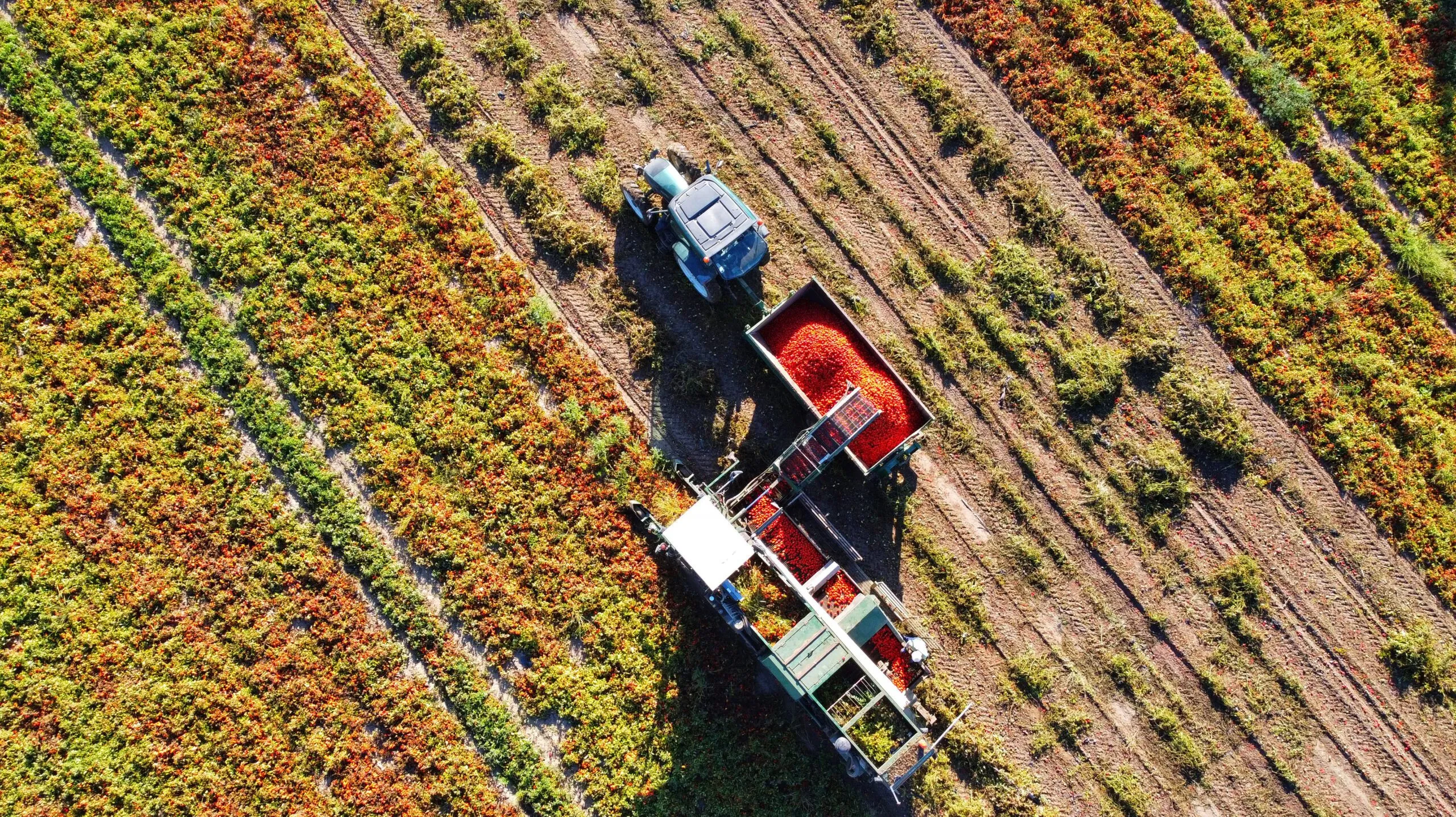 filière_responsable_tomate_champ_tracteur_mobile